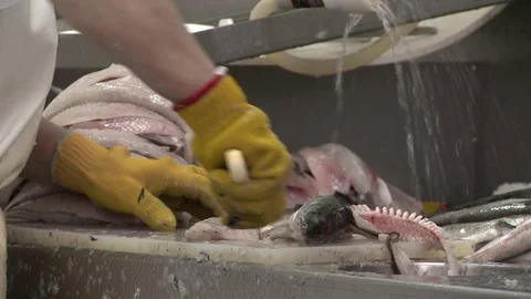 Fishing employee working Stock Footage 82846528