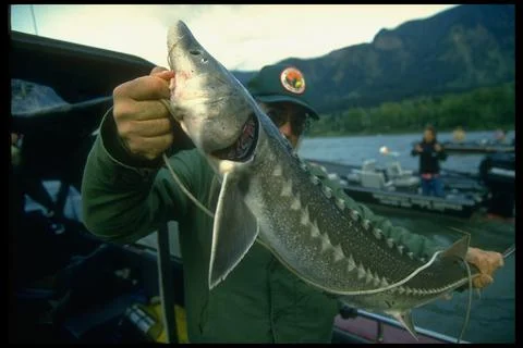 Fishing: Feature. Closeup of barbels on giant sturgeon's mouth., Portland, Orego Stock Photos