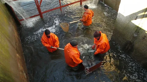 Fishing at the fish factory 2 Video stock 32968459