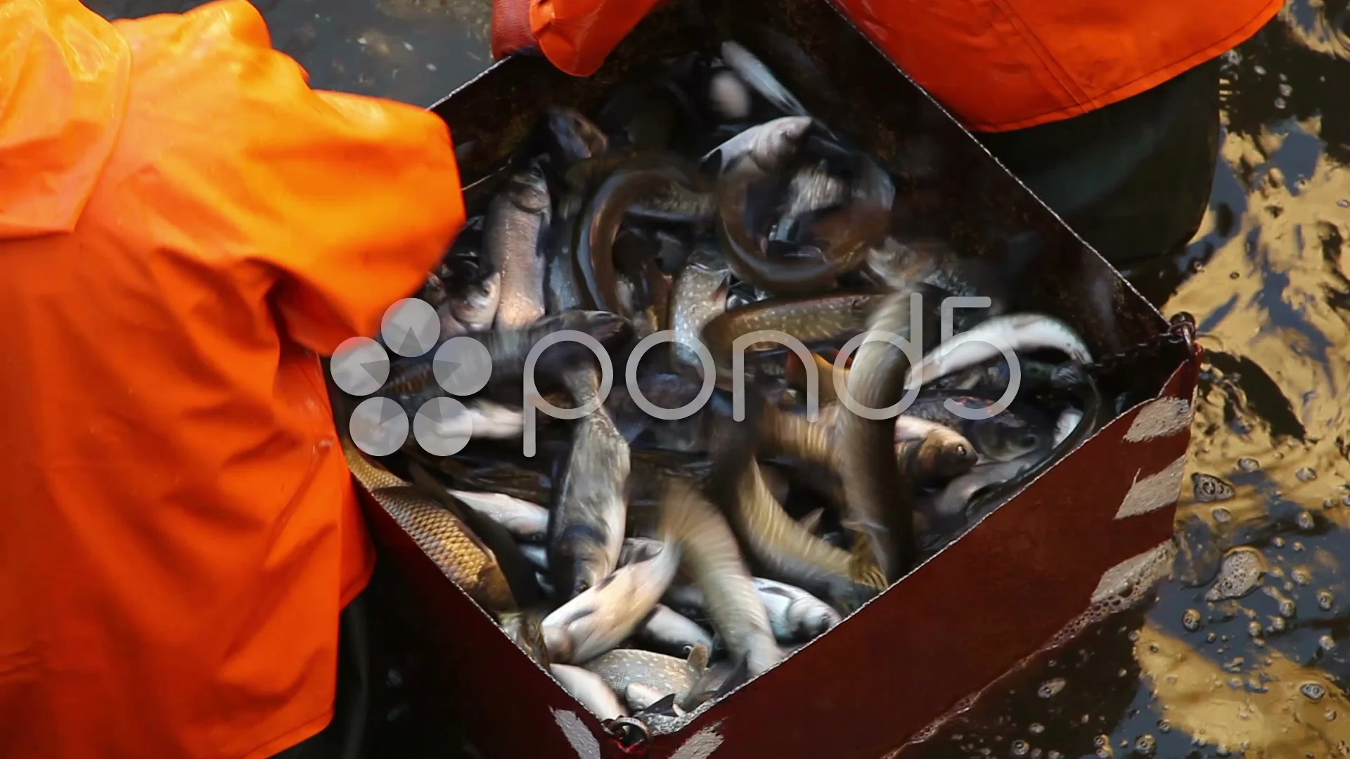 fishing at the fish factory 3, Stock Video
