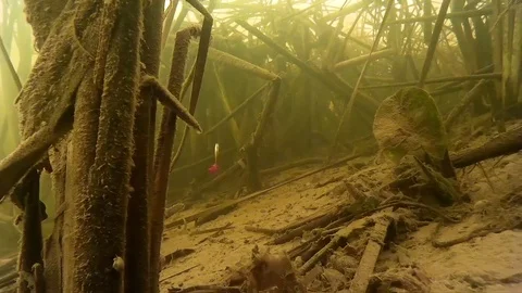 Fishing fish Stock Footage 73443272