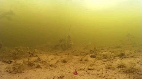 Fishing fish Stock Footage 73509002