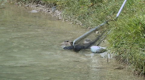 Fishing with a fish net Stock Footage 52822755