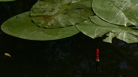 Fishing Float Beneath Floating Green Lily Pads on Water Stock Footage 340260003