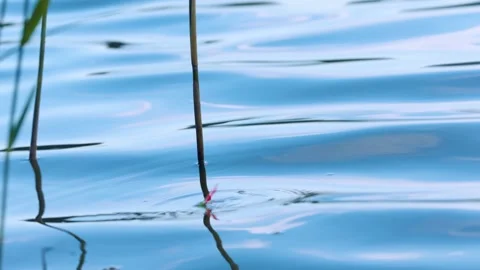 Fishing float bobbing vigorously and pulling into green reeds Vídeo Stock 345169817