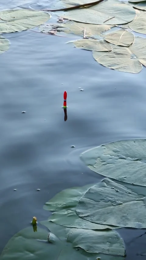 Fishing Float Drifting Among Lily Pads On Calm Pond Stock Footage 340475775