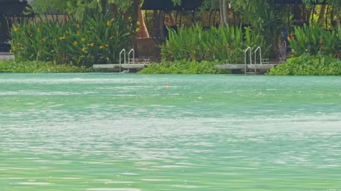 Fishing Float Drifting On Calm Green Lake Surface With Gentle Ripples And Backgr Vídeos de archivo 333327131