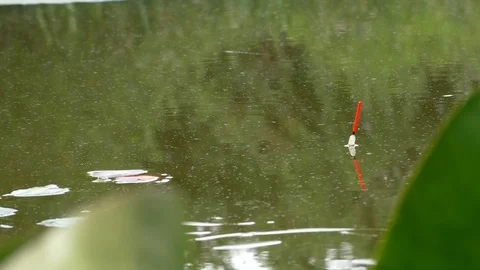 Fishing float floating in the pond Stock-Footage 100536291