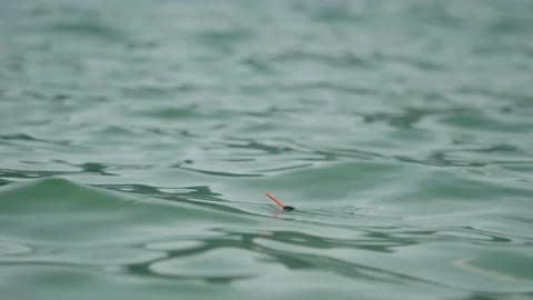 A fishing float floats on the surface of the water, Temska river, Serbia Stock-Footage 236699156