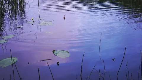 Fishing float in the lake Stock Footage