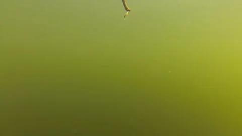 A Fishing Float Or Bobber With A Bait Pulled Up And Down Underwater. - Video stock 219025354