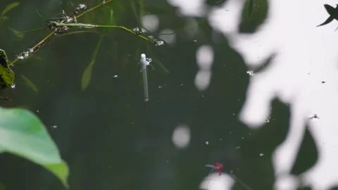 The fishing float or bobber Stock Footage 319928991