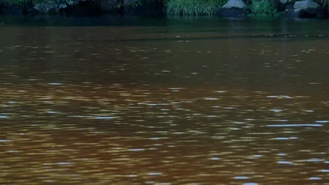 Fishing float in river dips under water surface, indicating a bite Stock Footage 113072896