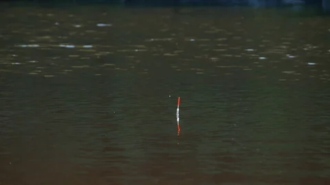 Fishing float in river lifts and moves away in water, indicating a bite Stock Footage 113073232