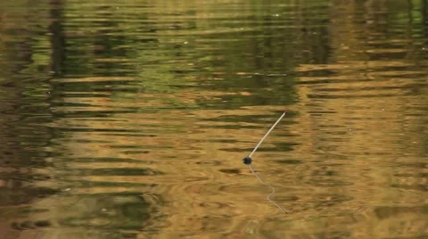 Fishing float on the surface of a pond 動画素材 68444552