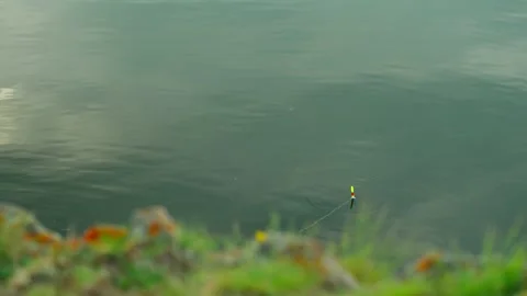 Fishing float on the water. Catching fish and подсекая them. Stock Footage 334648707