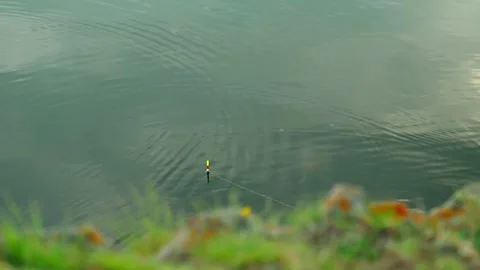 A fishing float on the water indicates a bite. Видео 334648751