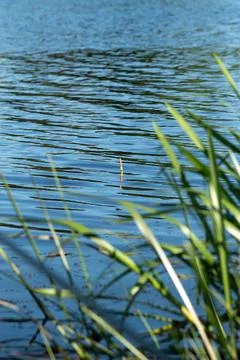 Fishing float on water surface with green reeds in foreground Stock Photos