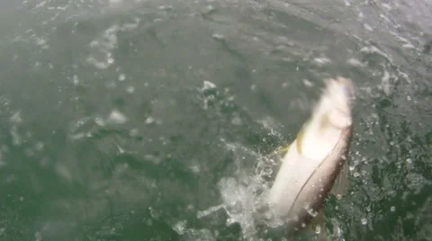 Fishing Stock Footage