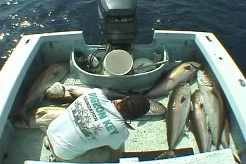 Fishing Stock Footage 20721781