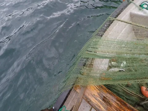 Fishing Stock Footage 78209815