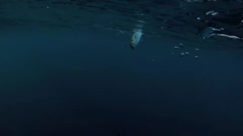 Fishing Stock Footage 87100798