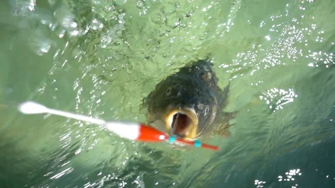 Fishing Stock Footage 95774802