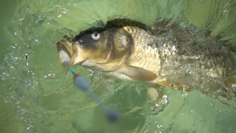 Fishing Stock Footage 95774829