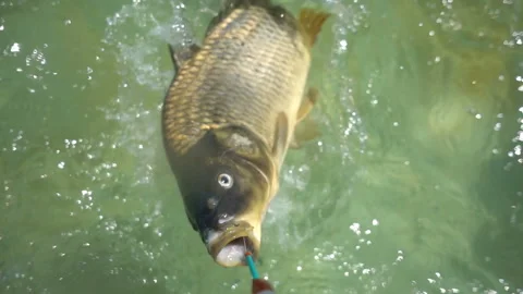 Fishing Stock Footage 95774861
