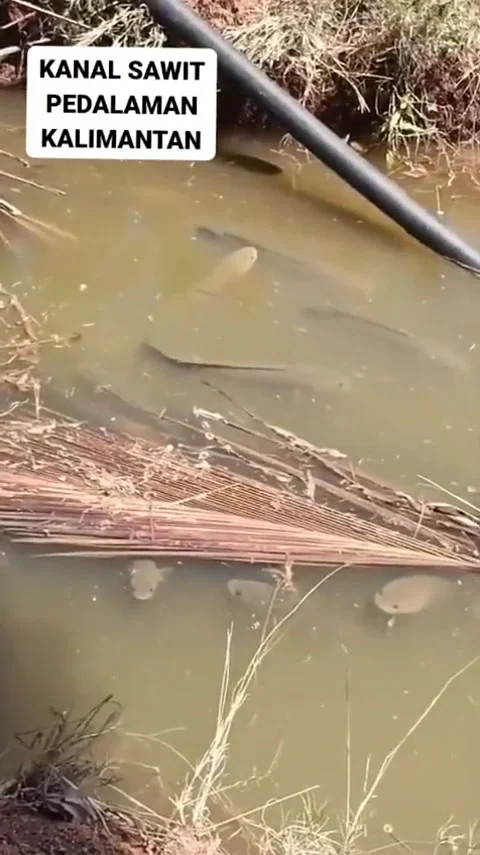 Fishing found a fish nest Video stock 239339715