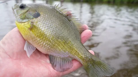Fishing Fun Panfish Stock Footage 239938831