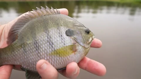 Fishing Fun Panfish Stock Footage 239938999