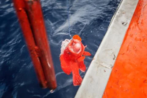 Fishing Grouper fish and pulling up from the sea Stock Photos