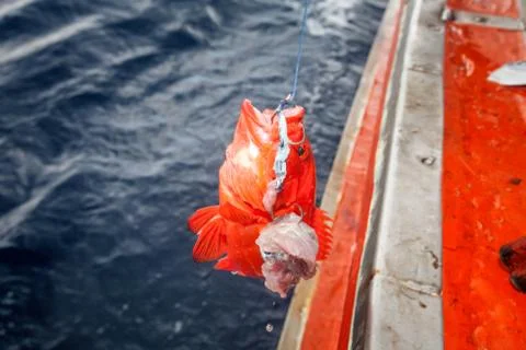 Fishing Grouper fish and pulling up from the sea Stock Photos