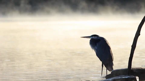 Fishing Heron at Dawn (Close) Vídeo Stock 118463473