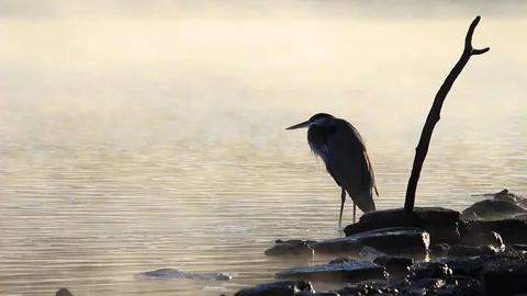 Fishing Heron at Dawn (Medium) Vídeo Stock 118463884