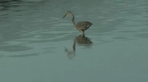 Fishing heron Stock Footage 11199072