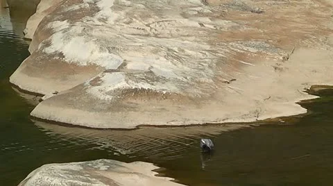 Fishing Heron I Stock Footage 22338673