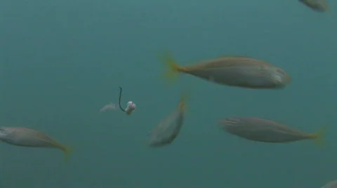 Fishing Hook and Fish Stock Footage 474604