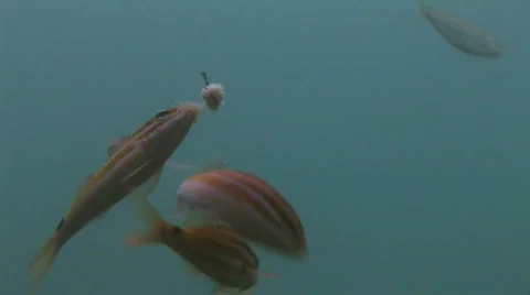Fishing Hook and Fish Stock Footage 474618