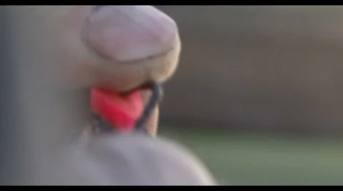 Fishing hook. Video stock 52484849