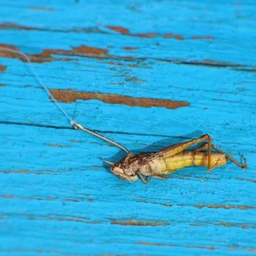 Fishing hook with grasshopper Stock Photos