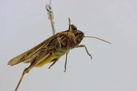 Fishing hook with grasshopper Stock Photos
