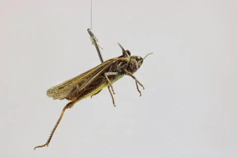 Fishing hook with grasshopper Stock Photos