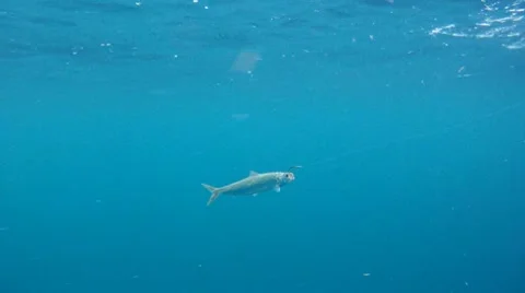 Fishing: Hooked Bait Stock Footage 7755918