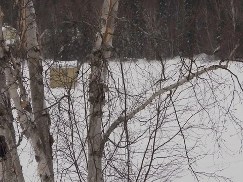 A fishing hut through trees Stock Footage 79690632