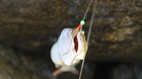 Fishing in India Parvati fish Stock Footage 68479853