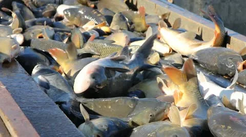 Fishing Industry Stock Footage 14401987