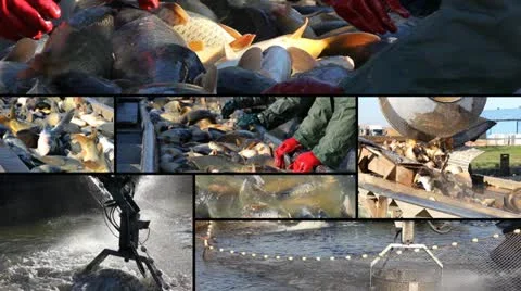 Fishing Industry, multiscreen Video stock 14402306