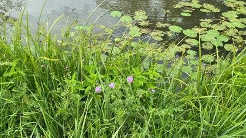 Fishing lake with reflections of trees blowing in the wind Video stock 135740626